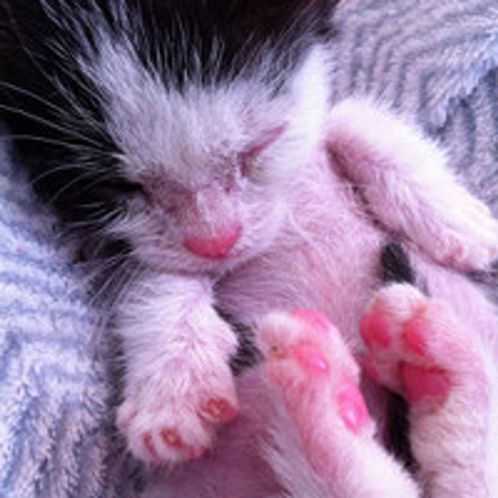 Lucky The Blind Kitty Has Come A Long Way