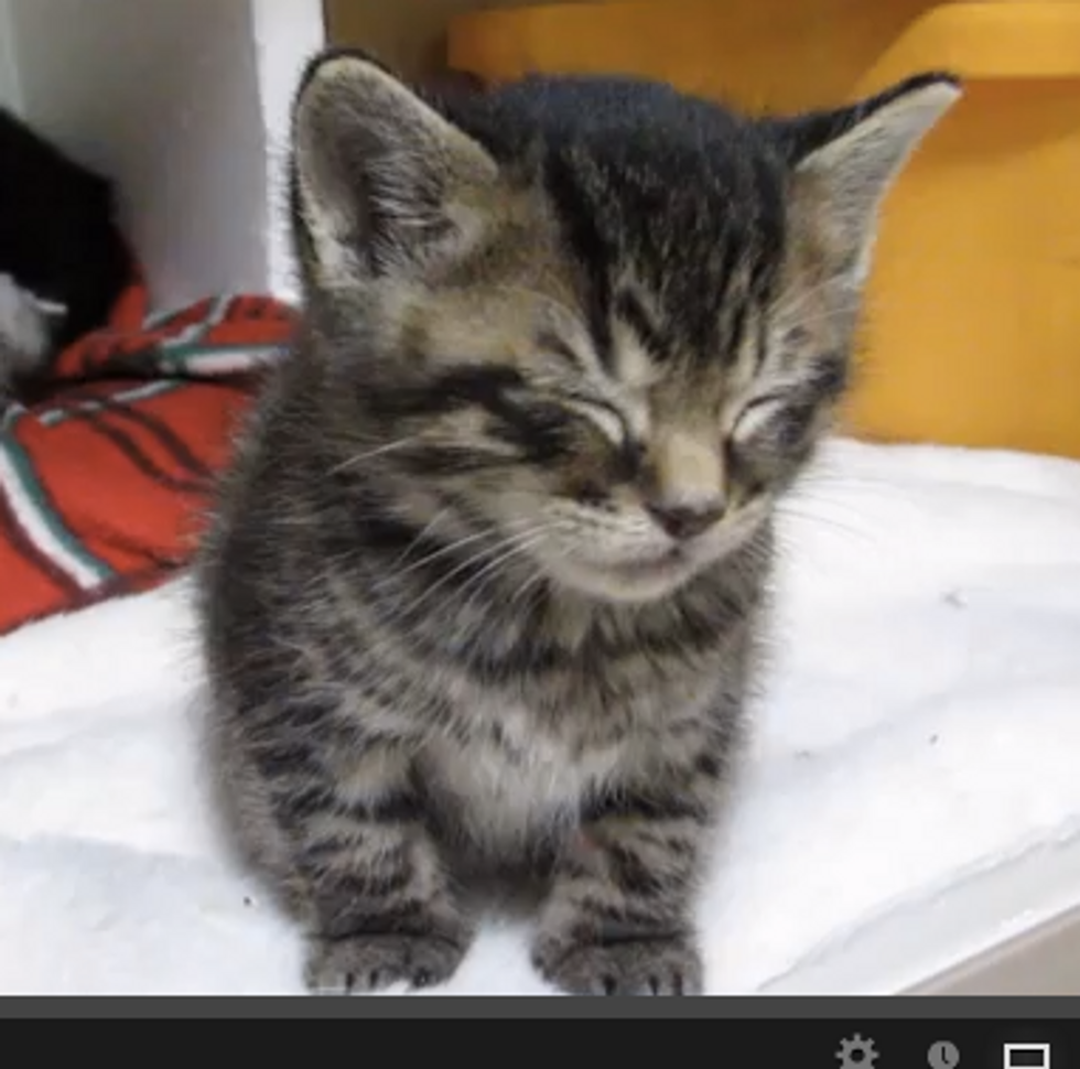Very Sleepy Kitten