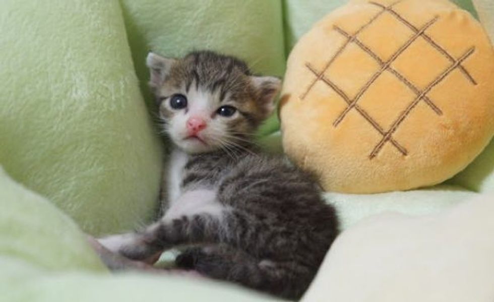 This is Heart Warming! A Rescue Kitten's Journey to Happiness!