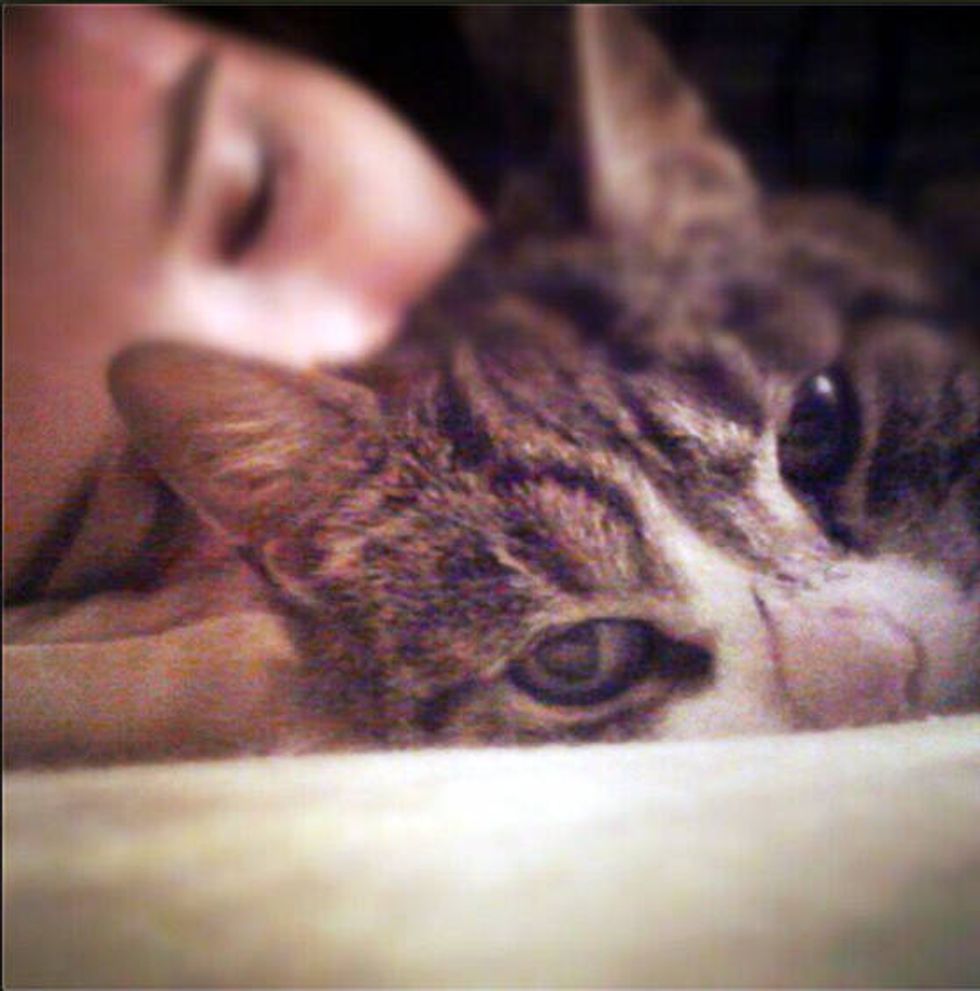 This Is Nova The Cat Sent To Change My Destiny Love Meow