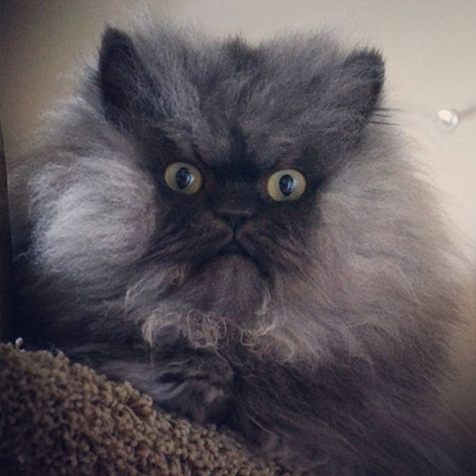 Colonel Meow Longest Fur On A Cat! Guinness World Records Love Meow