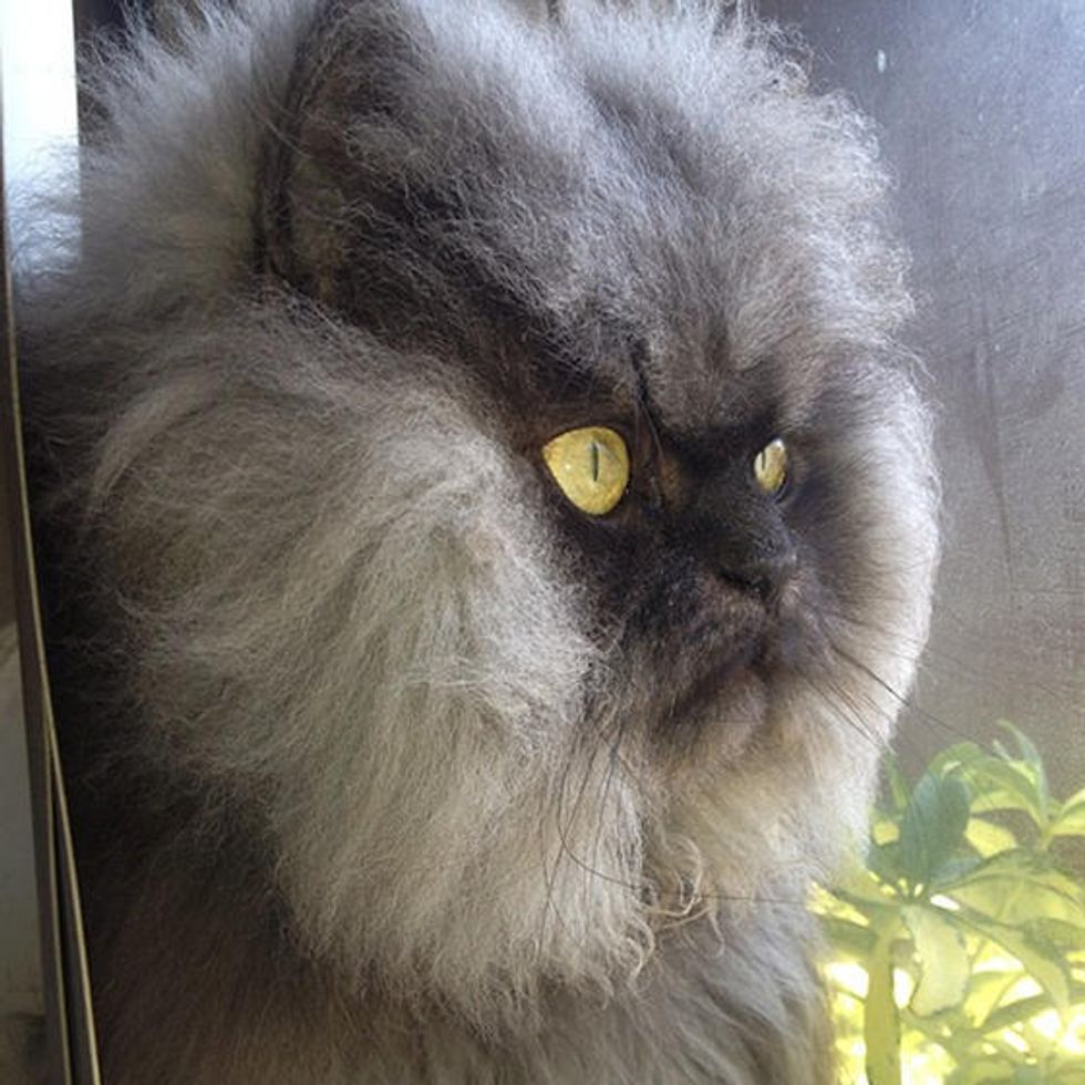Colonel Meow Longest Fur On A Cat! Guinness World Records Love Meow