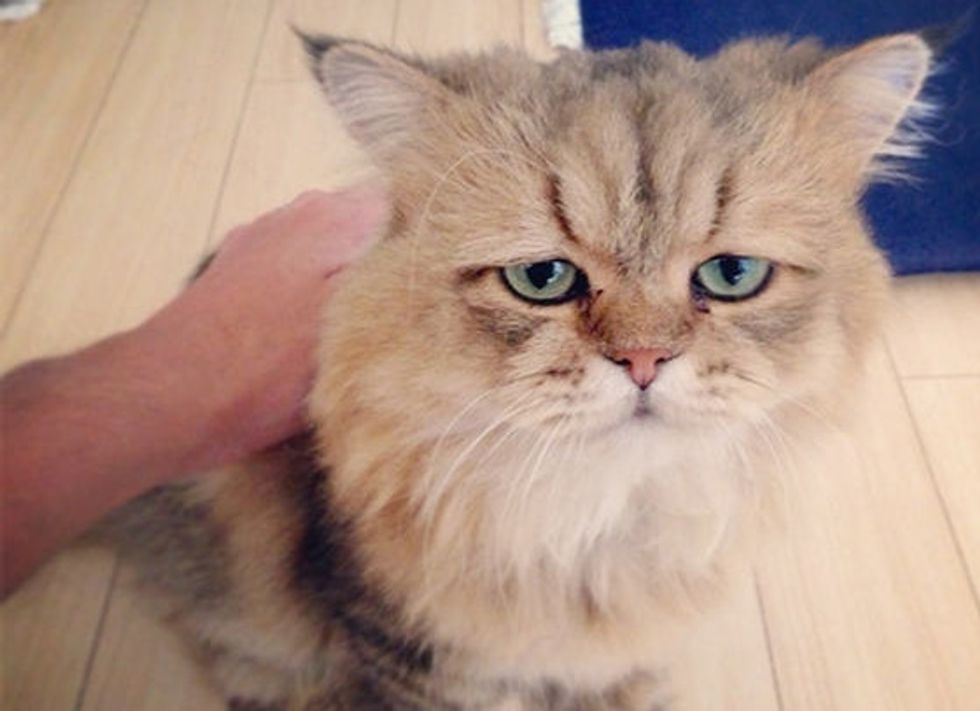 The Cat Who Looks Like He’s Permanently Disappointed In You