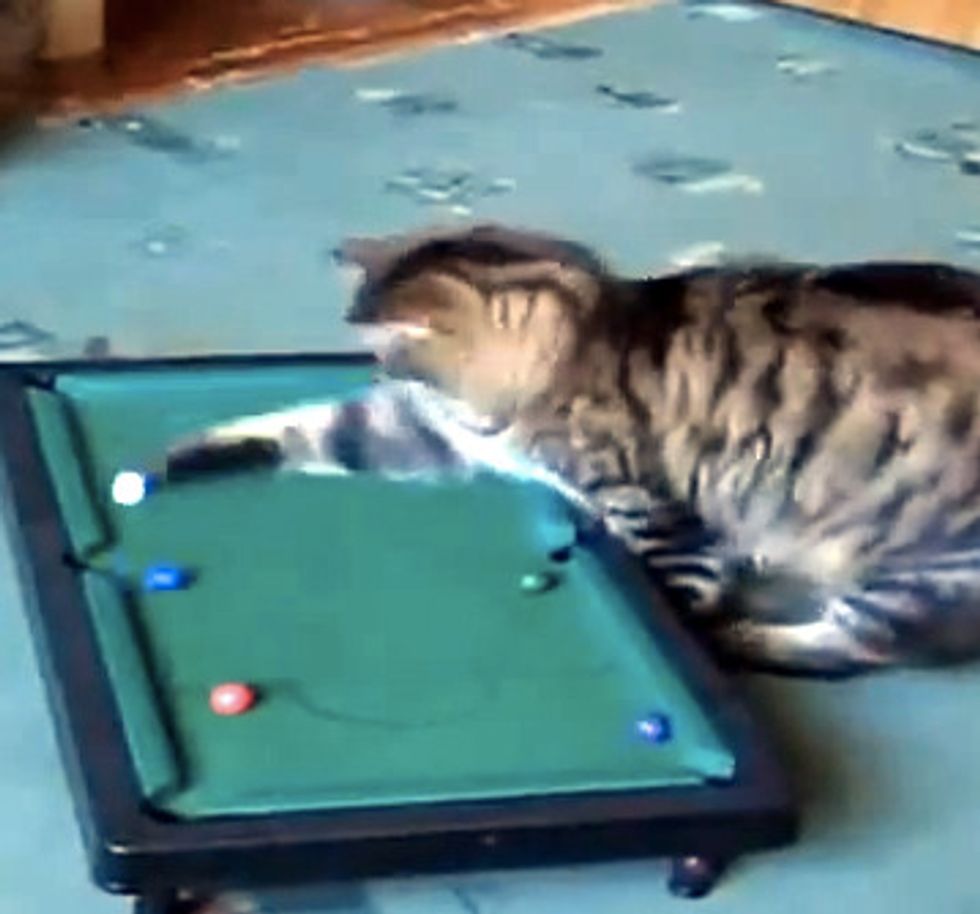 Kitty Plays Pool