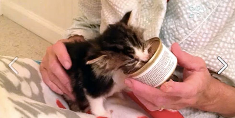 Gwinner The Miracle Kitty Found On Highway