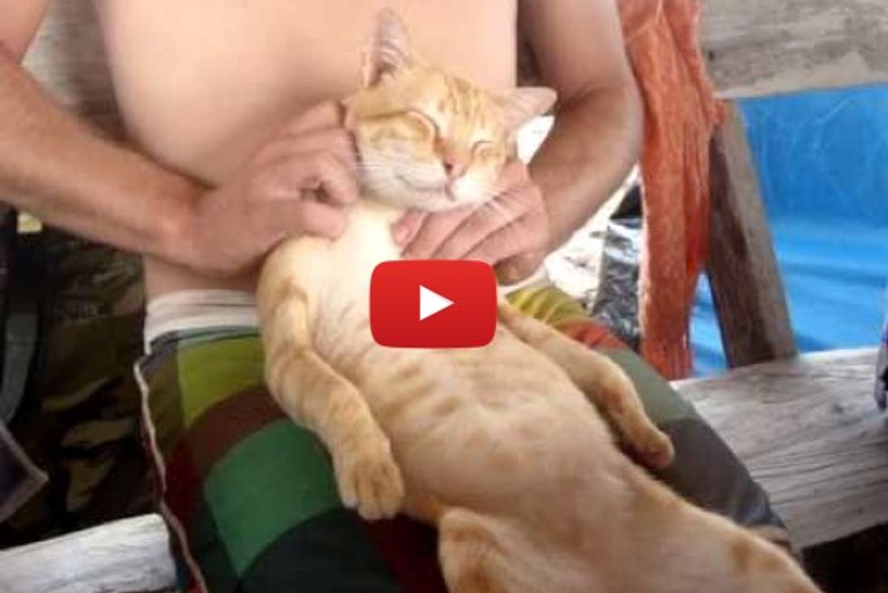 The Cat Masseuse