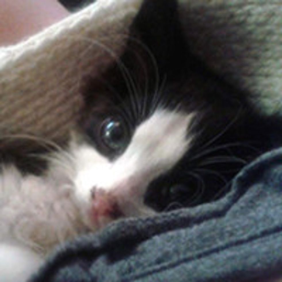 Orphan Feral Kitten Saved By A Couple