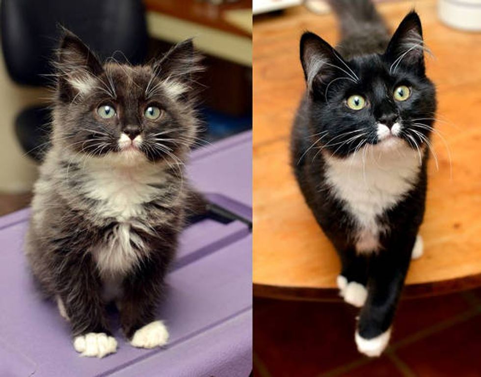 Ashton The Kitten Found Under Car: Then & Now