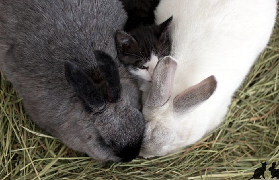 Orphan Kitten Bonds With Rabbits