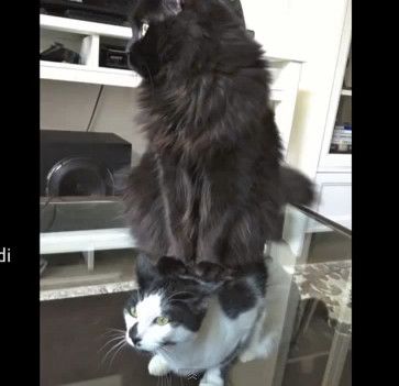 cats on coffee tables