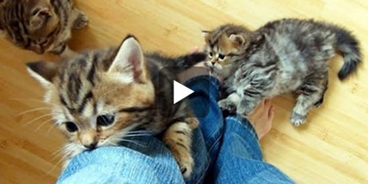 Kittens Climbing Legs Love Meow