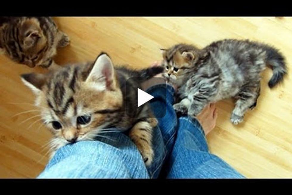 Kittens Climbing Legs