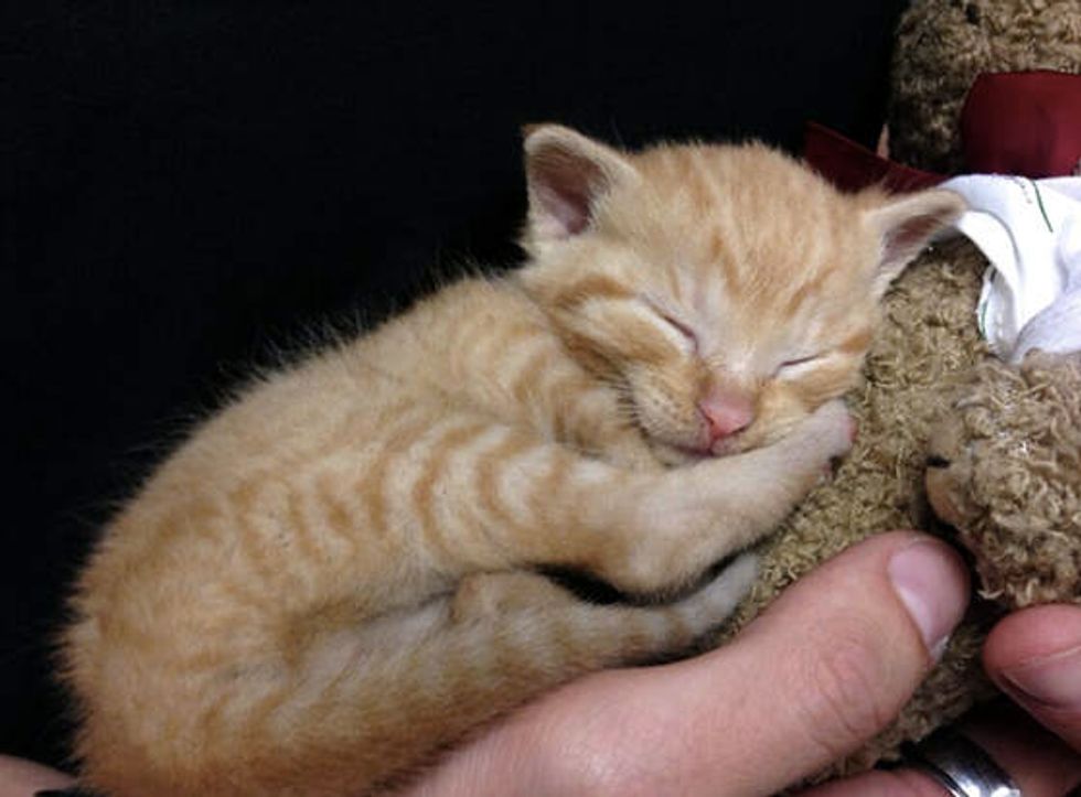 Police Officers Rescue Tiny Kitten From Garbage Can