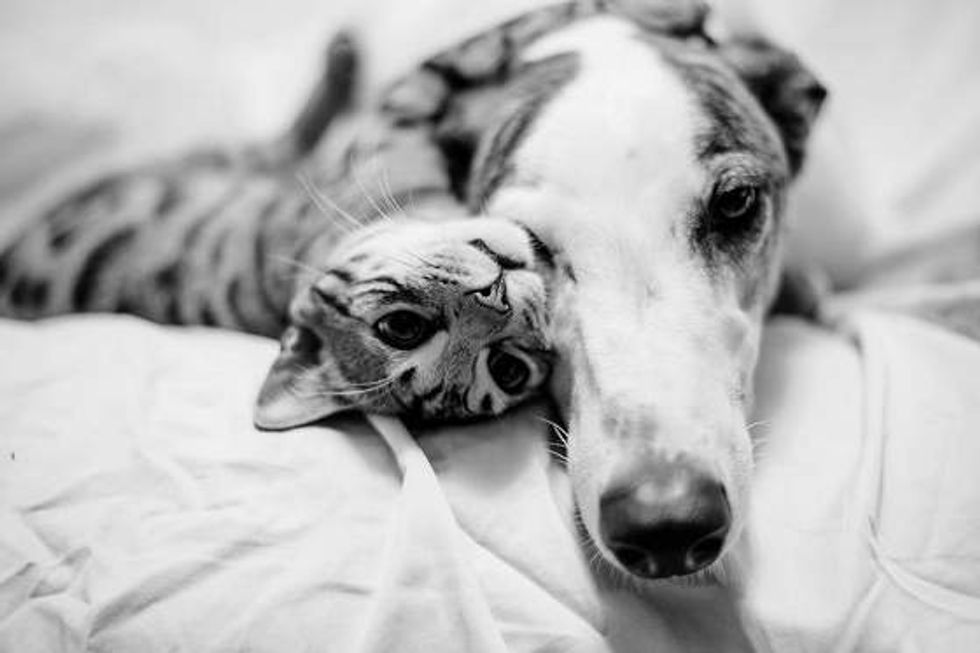 Unlikely Friendship Of Bengal Cat And Greyhound Love Meow