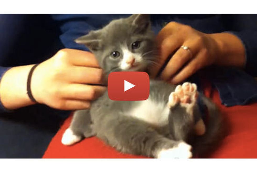 Kitten With 7 Toes Loves Massages