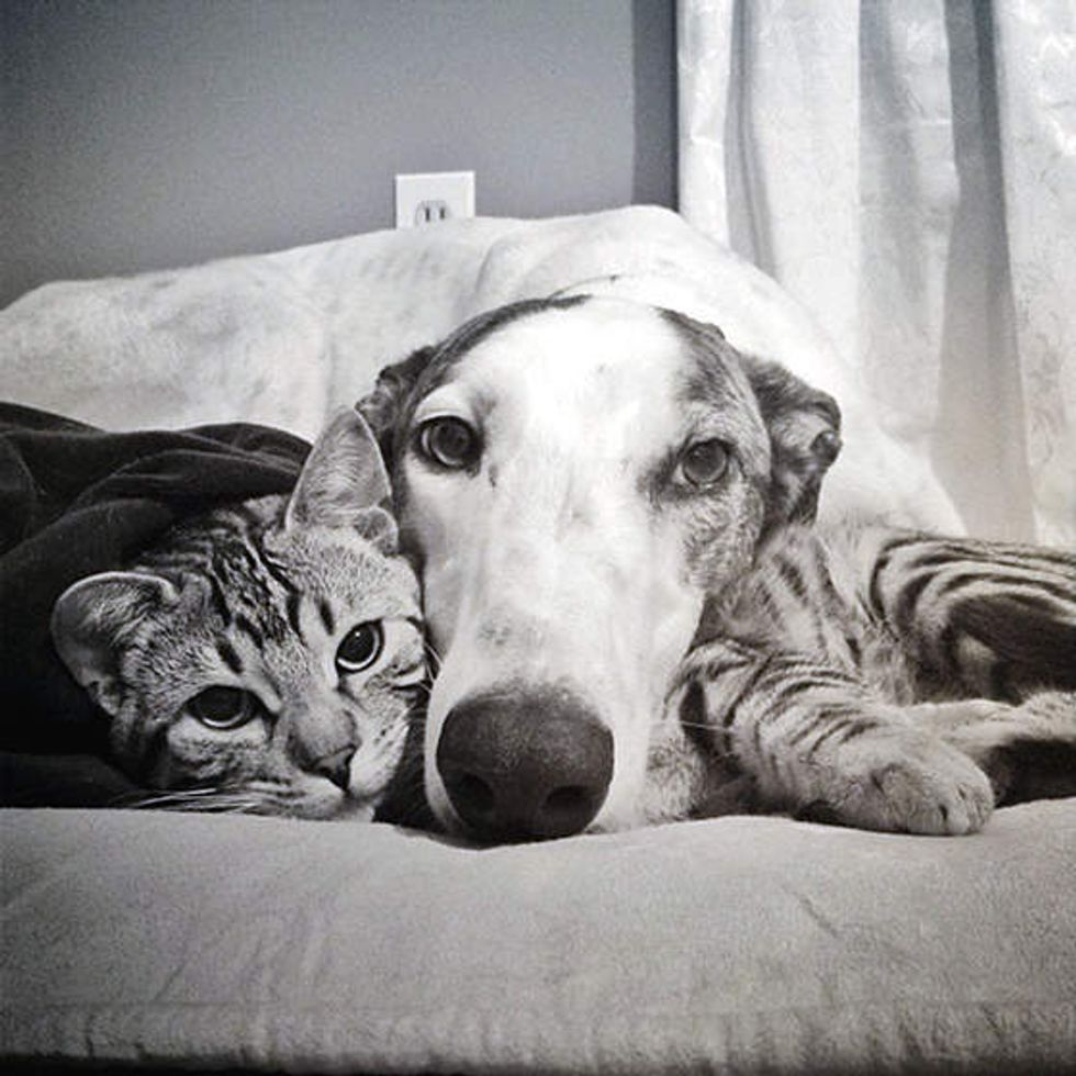 Unlikely Friendship Of Bengal Cat And Greyhound Love Meow