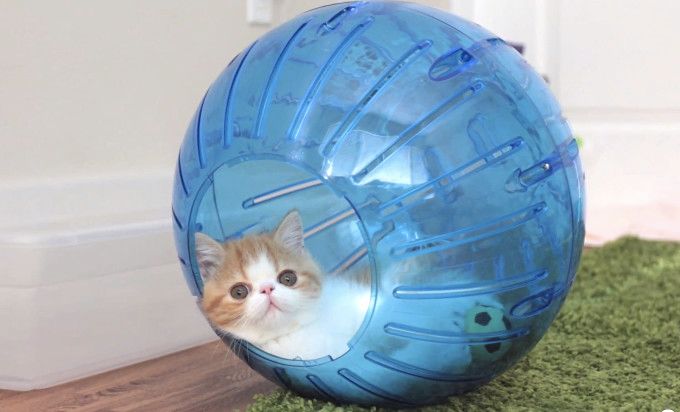 Kittens In Hamster Balls Love Meow