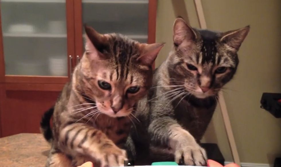 Piano Duet for Two Cats