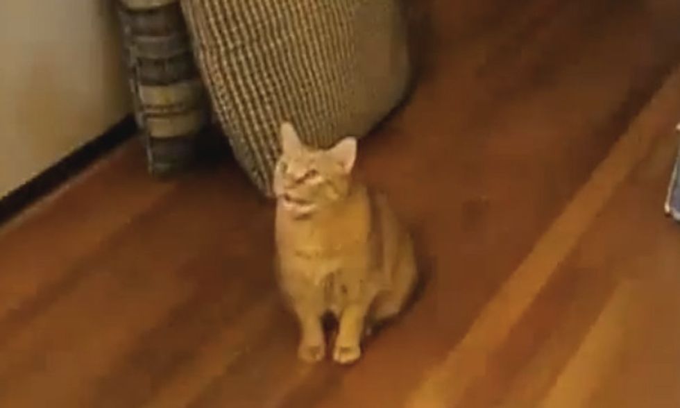 Cat Helps Baby With Spanish Lesson