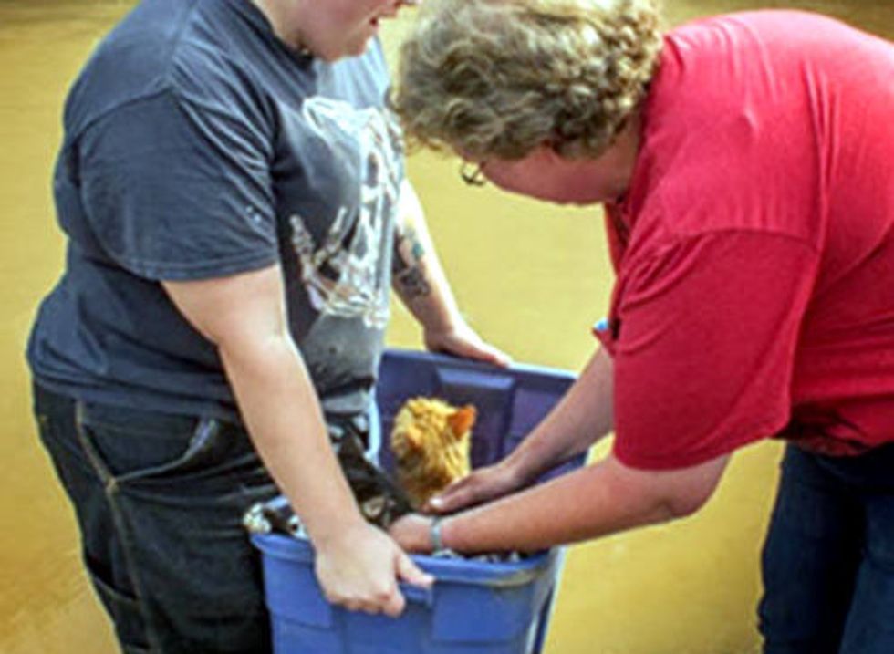 Colorado Flood Rescue Cats Reunited With Family