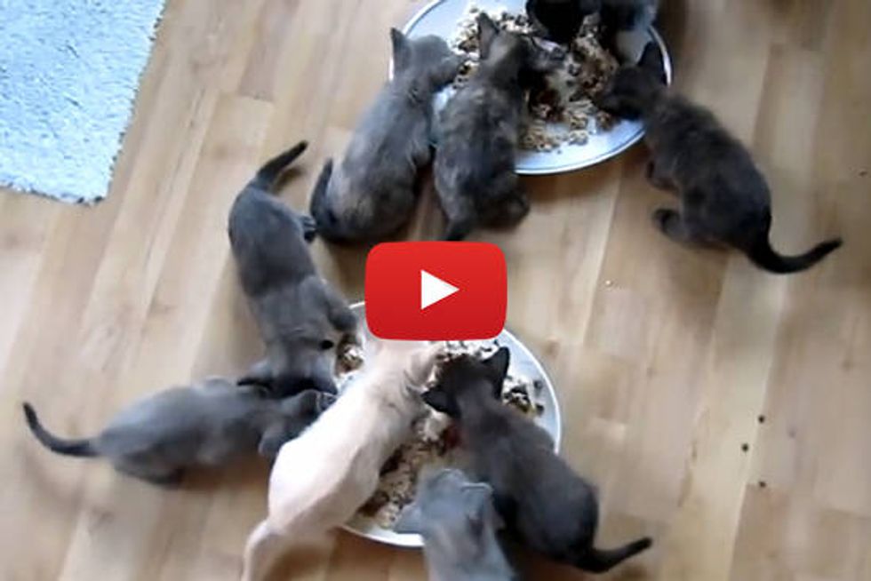 Kittens Eating and Talking Yum Yum Yum