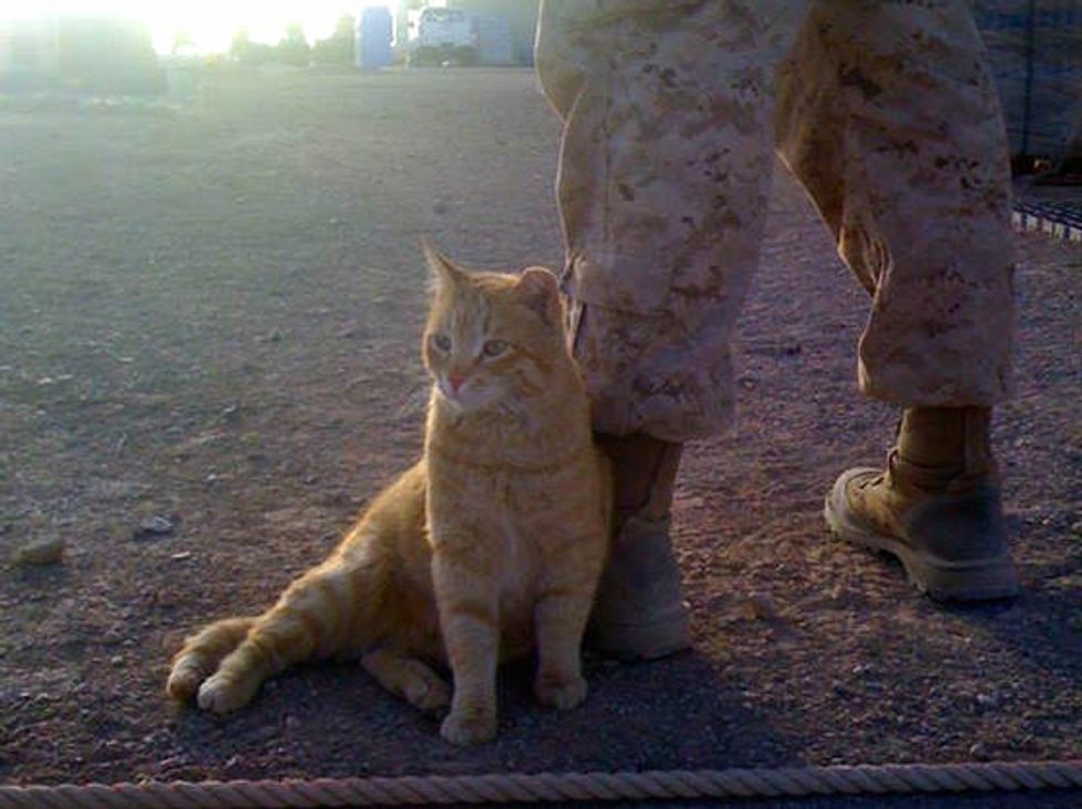 Cat Strays Into The Hearts Of Soldiers In Afghanistan