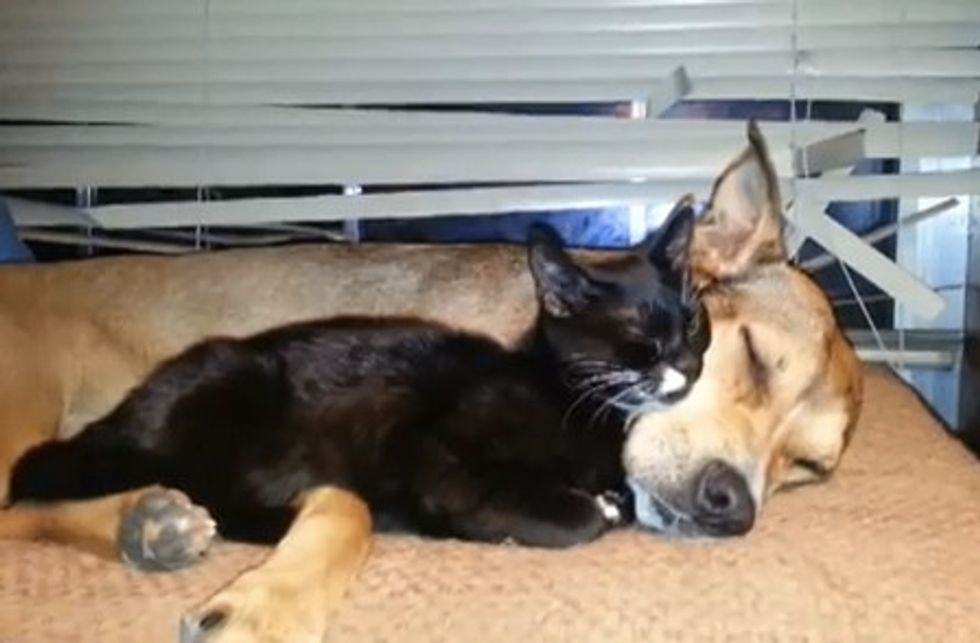 Rescue Kitten Thinks Dog Is Mama