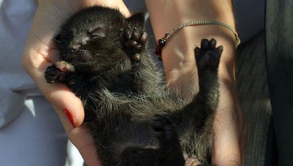 Tiny Orphaned Kitten Wailing for Mom, Journey To Forever Home