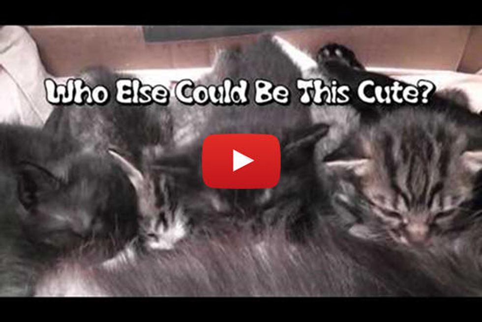 Cute Kitten Synchronized Ear Wiggles