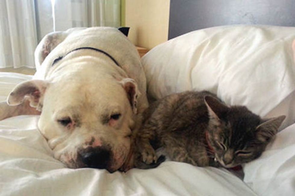Rescue Kitten And Her Protective Dog Buddy