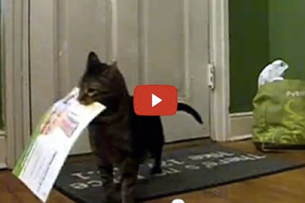 Cat Gets Mail