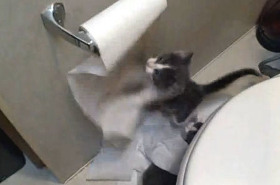 When Kittens Discover Toilet Paper...