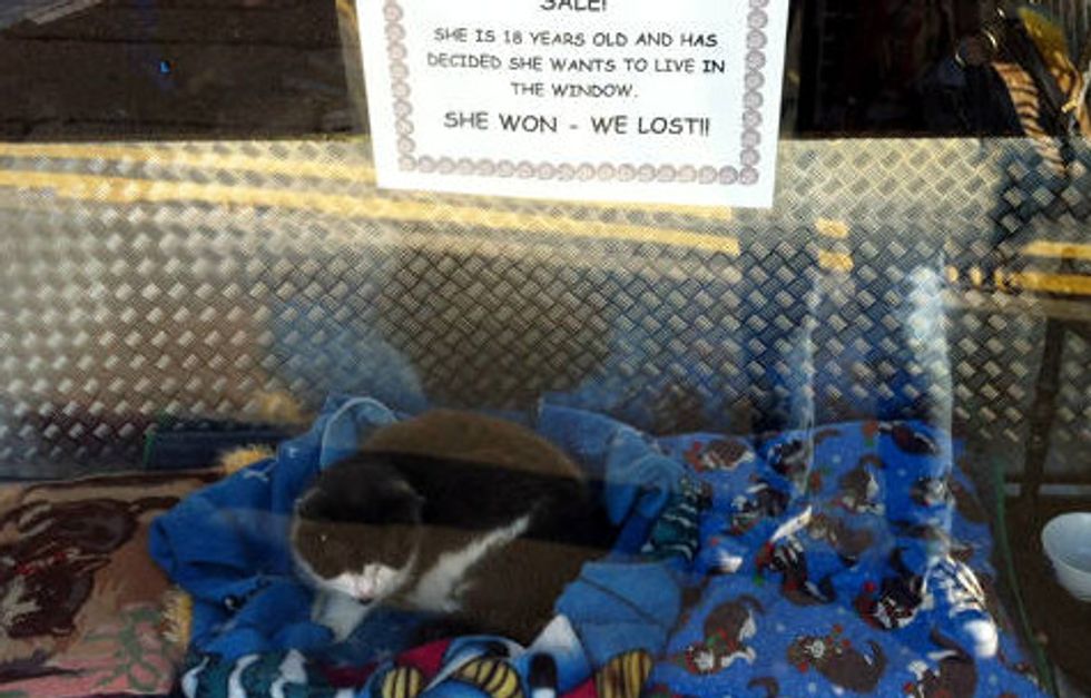 18 Year Old Cat Decides To Live In Store Window