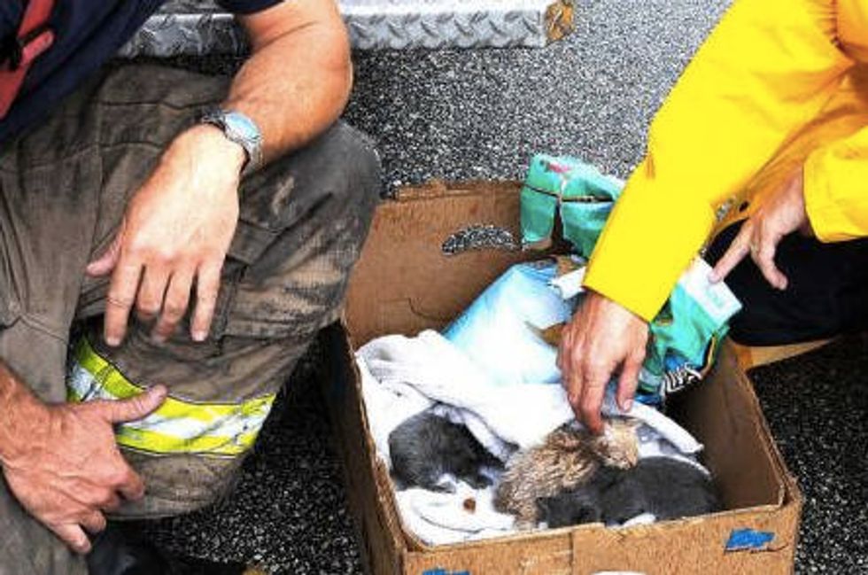 Firefighters Save New Born Kittens From Fire Debris