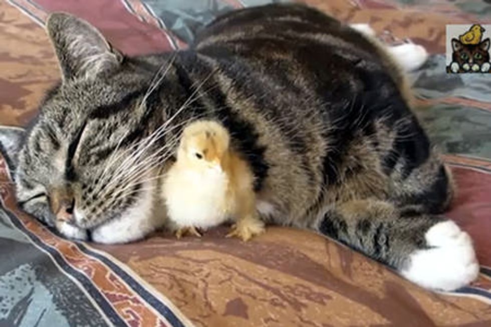 Chick Sleeps Under Cats Chin