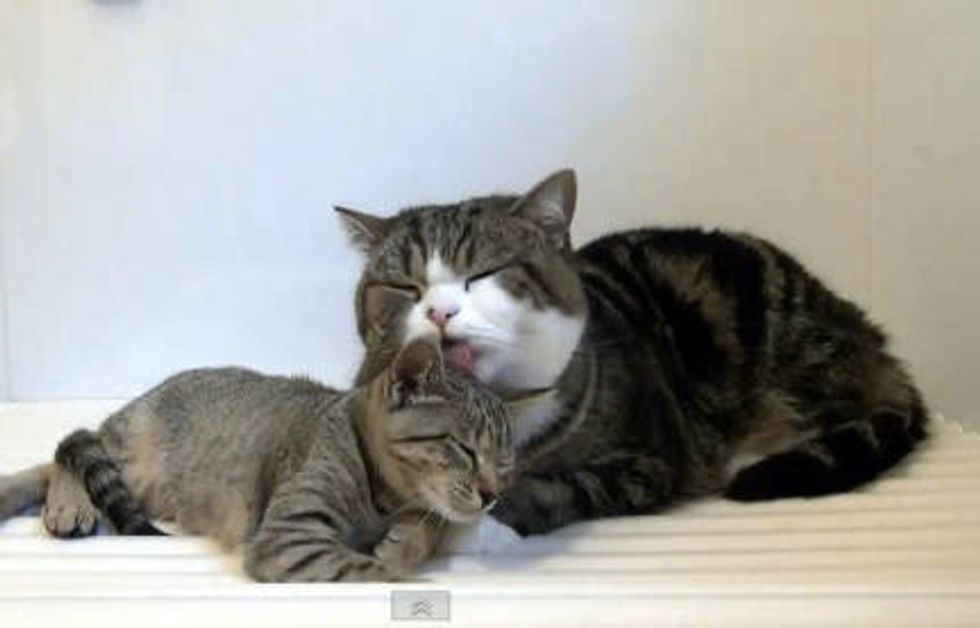 Maru and Hana In The Bathroom