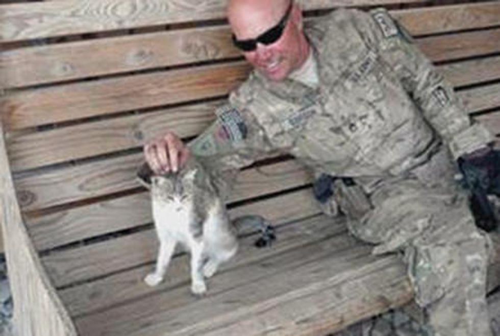 Stray Cat Wants To Go Home To Her Soldier