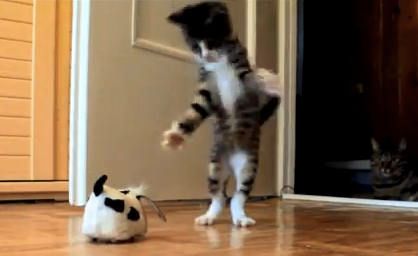 Funny cat attack video new arrivals