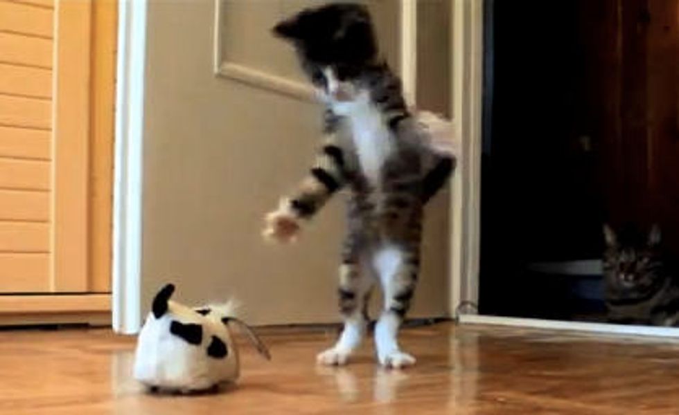 Crazy Cat Attack