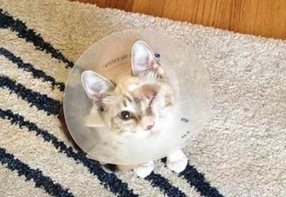 A Second Chance Changes The Life Of An One Eyed Cat