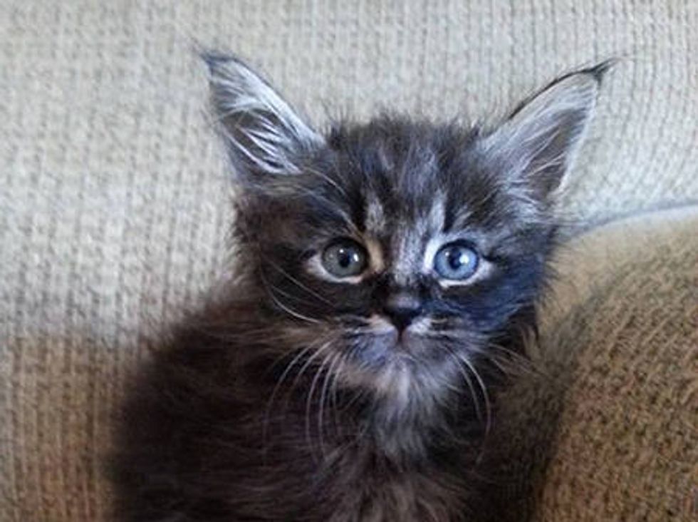 Foster Kitten Looks Like An Elf
