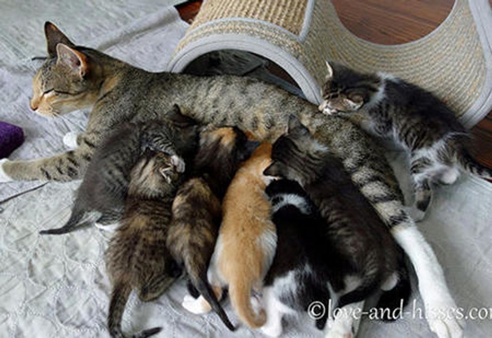 Cat Mother And Her Seven Kittens