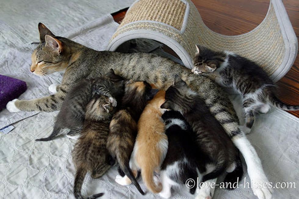 Cat Mother And Her Seven Kittens Love Meow