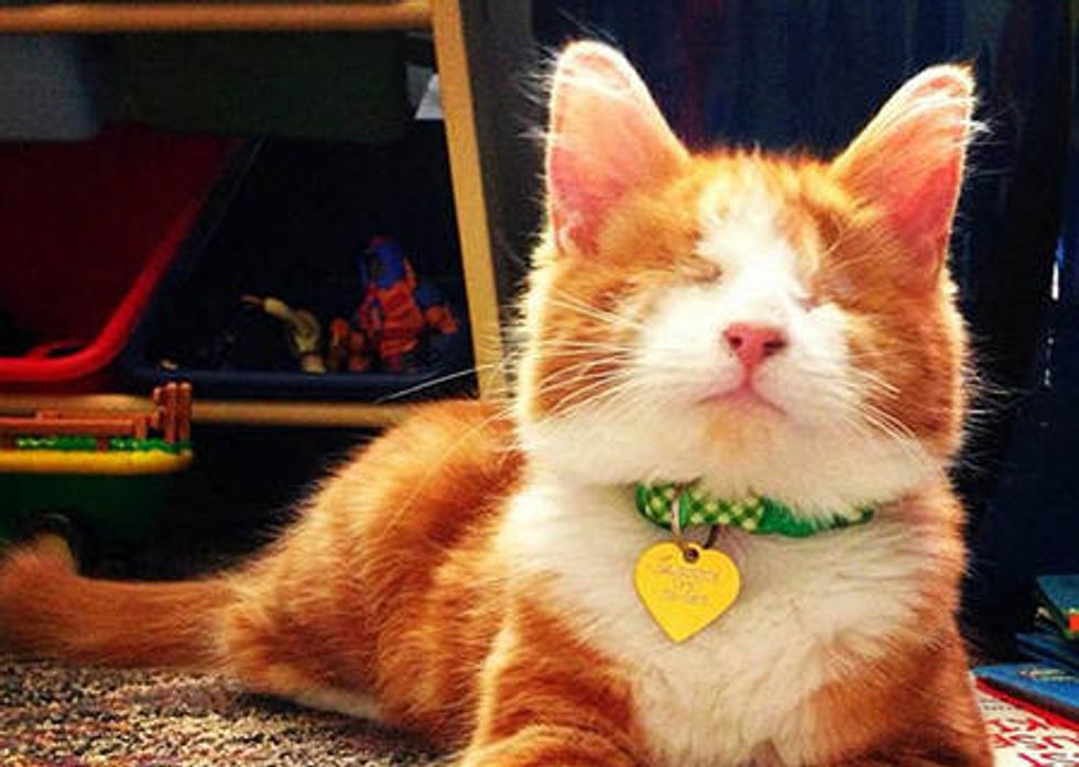 Murdock The Blind Cat