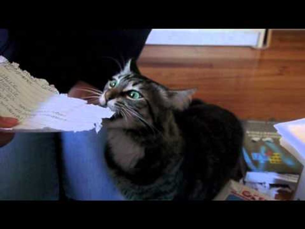 Pepper The Cat Shredding Notes