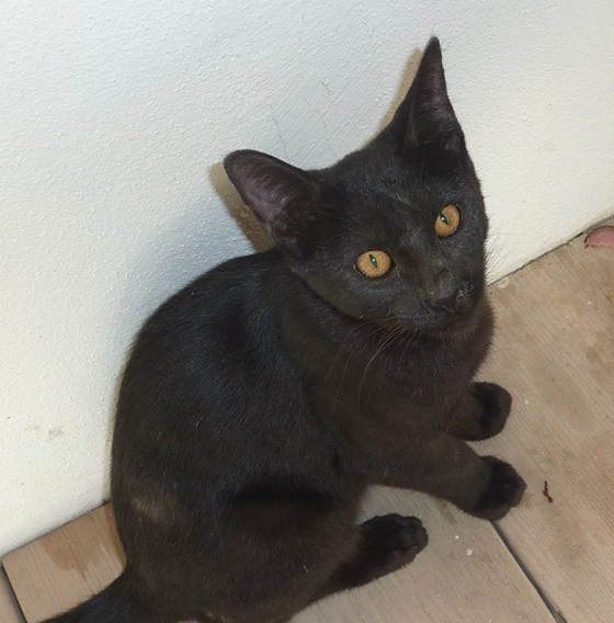 bringing a second cat home