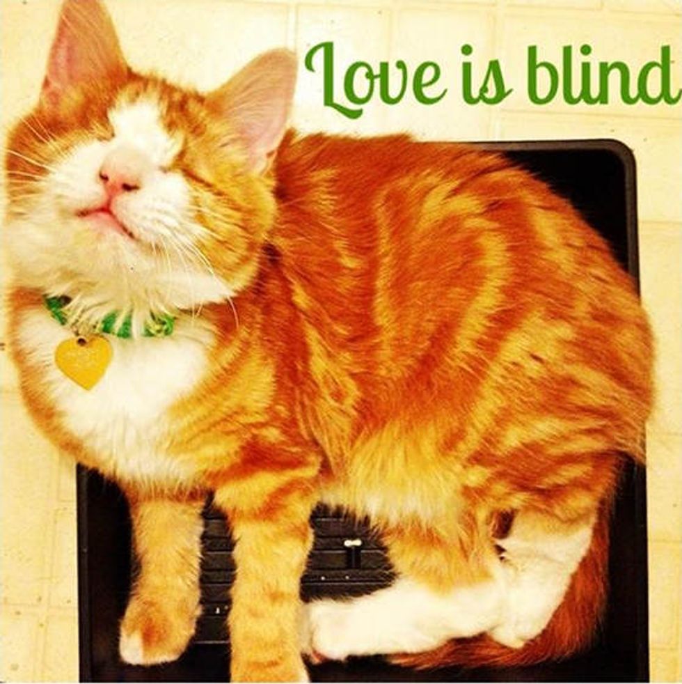 Murdock The Blind Cat Love Meow 1400