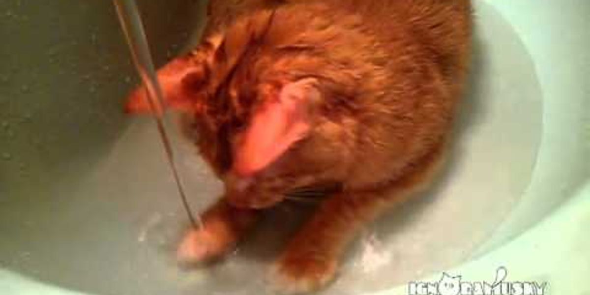 Cat Fascinated By Water In The Sink Love Meow