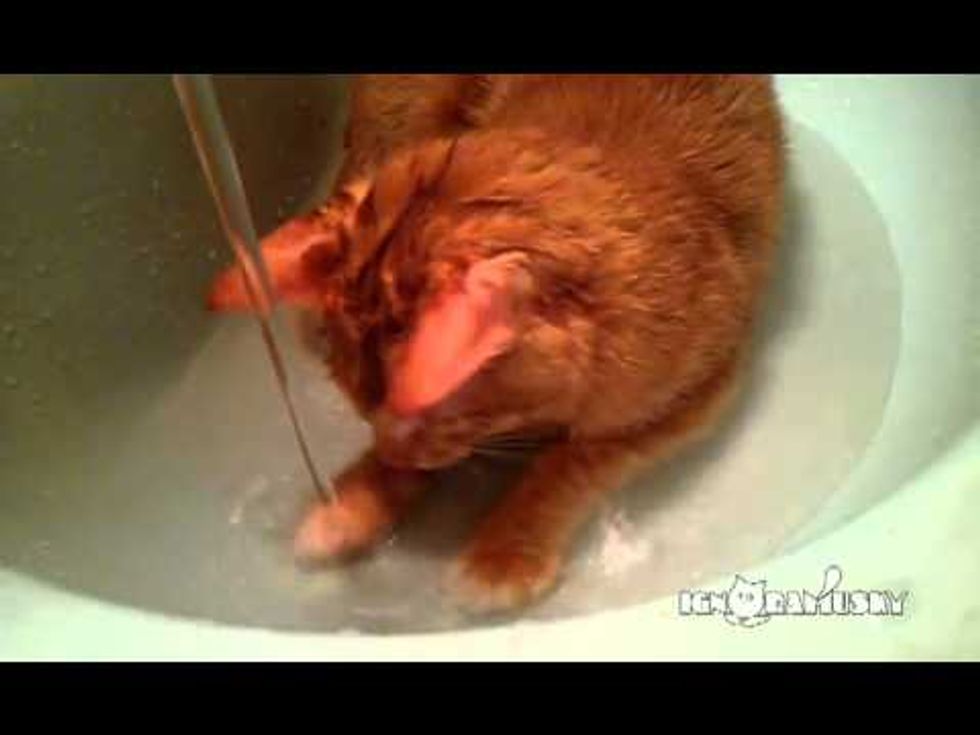 Cat Fascinated By Water In The Sink