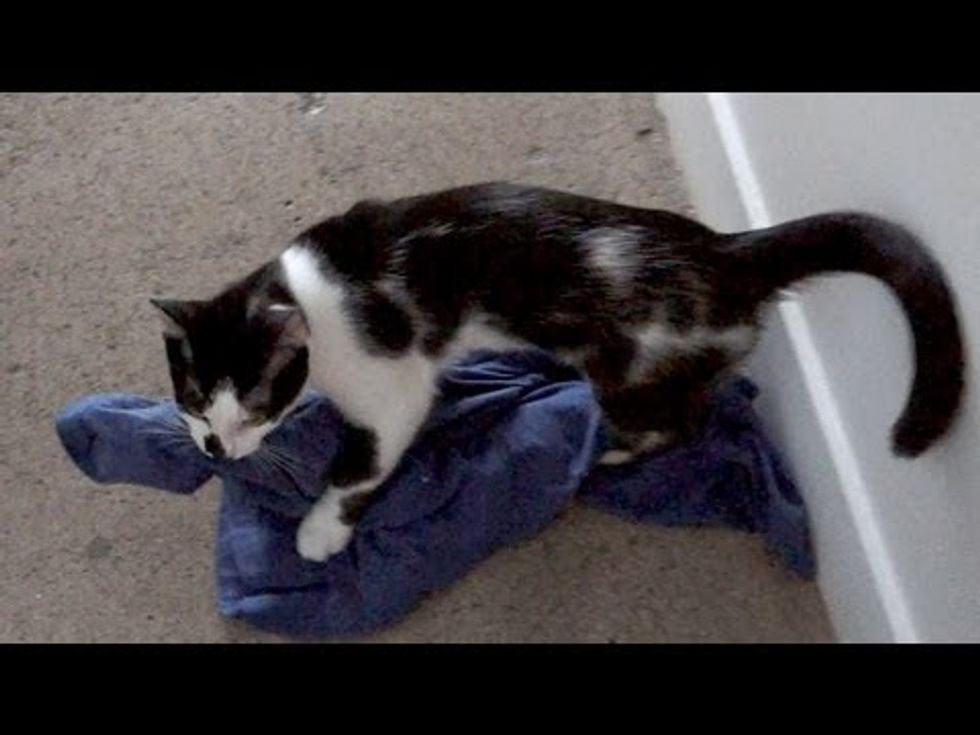 Kitty Helps With The Laundry
